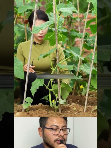 aprende este truco para tus plantas de pepino.