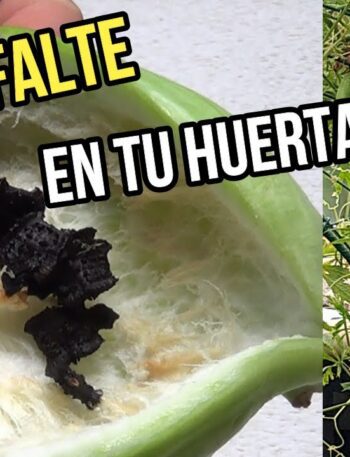 que no FALTE en tu HUERTA// PEPINO para rellenar.