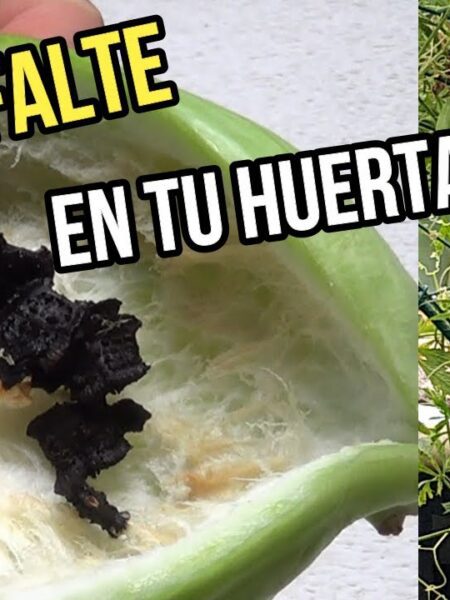 que no FALTE en tu HUERTA// PEPINO para rellenar.