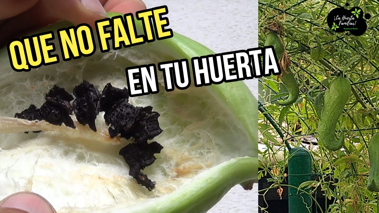 ¡Rellena tu huerto! Pepino casero al estilo vegetariano