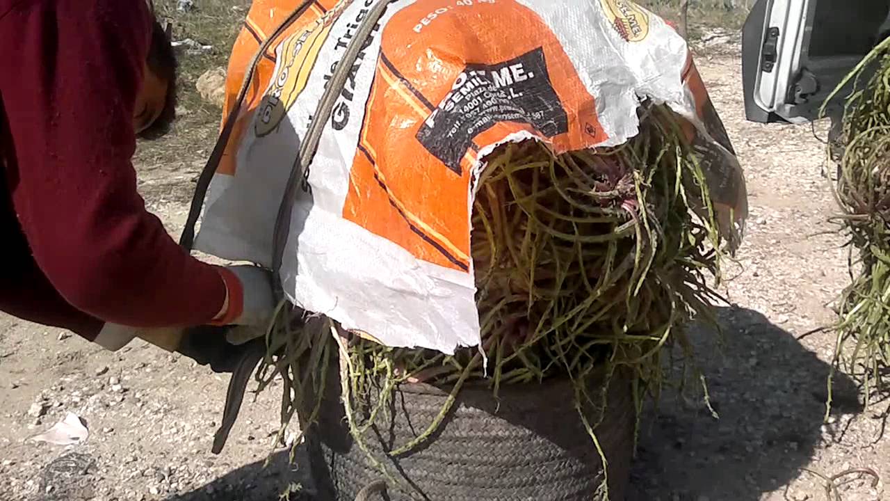 Tagarninas en temporada: un guiso delicioso de Medina Sidonia