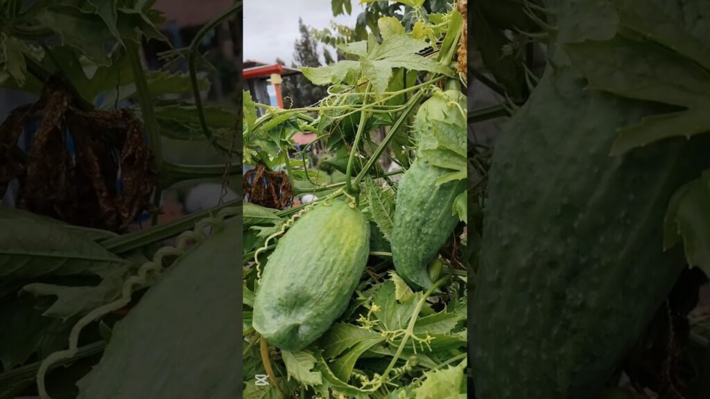 PEPINO DE GUISO, soberania alimentaria