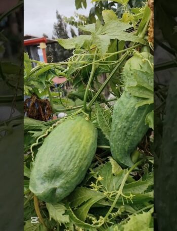 PEPINO DE GUISO, soberania alimentaria