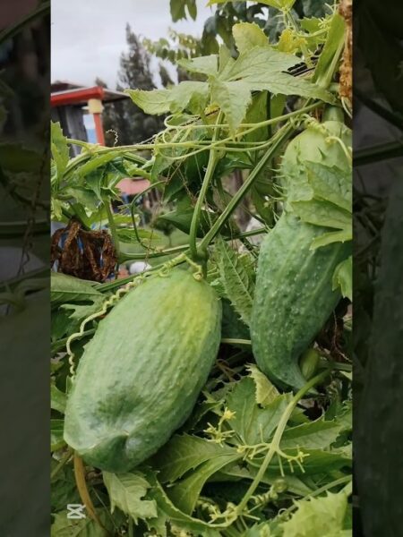 PEPINO DE GUISO, soberania alimentaria