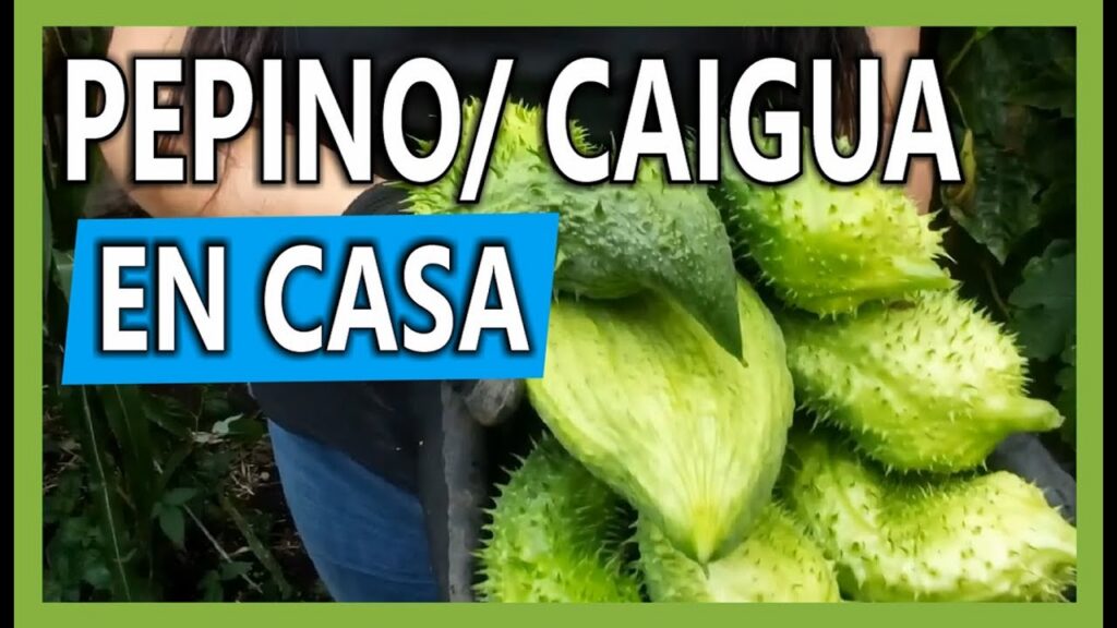 Cómo se siembra el Pepino - Caigua en una Maceta en huerta casera
