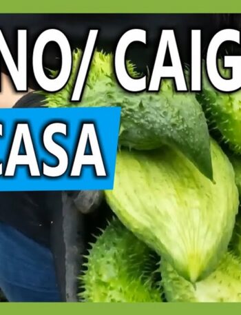 Cómo se siembra el Pepino - Caigua en una Maceta en huerta casera