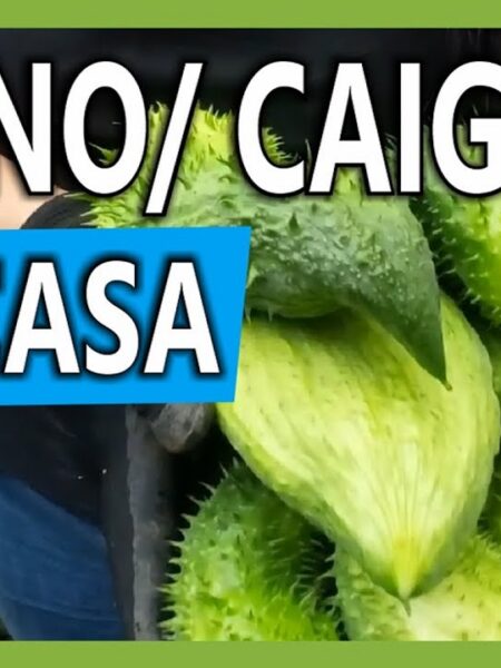Cómo se siembra el Pepino - Caigua en una Maceta en huerta casera