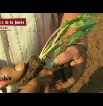 El cultivo de tagarninas. Comarca de la Janda. Cádiz