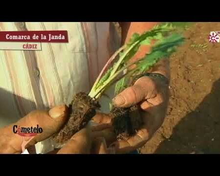 El cultivo de tagarninas. Comarca de la Janda. Cádiz
